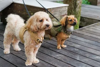 二匹の犬の画像