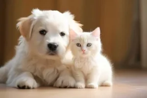 子犬と子猫の画像